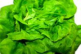 Green fresh lettuce isolated