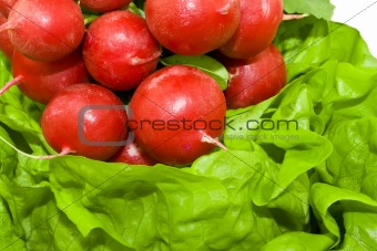 Fresh red radish on the green lettuce