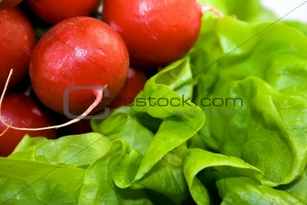 Fresh red radish on green lettuce