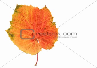 Autumnal Grape Leaf