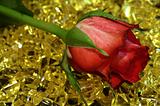 nice red rose on the yellow stones