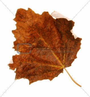 autmn leaf