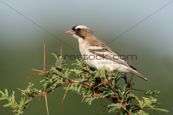Whitebrowed sparrowweaver 