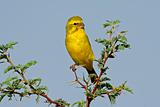 Yellow canary 