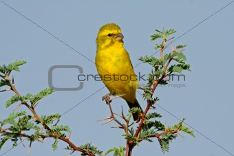 Yellow canary 