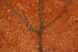 Dead brown leaf veins macro