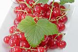 Red Currants on a Plate