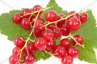 Red Currants on Leaf