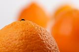 Clementine Oranges