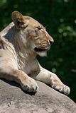 Lioness vertical