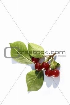 branch cherry