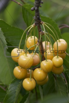 ripe yellow cherries