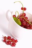 cup of currants