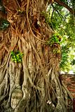 bodhi tree