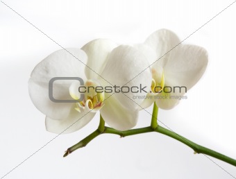 White orchid