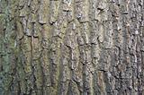 Tree Bark Texture 2