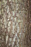 Tree Bark Texture 5