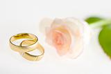 Wedding bands with rose on a white background