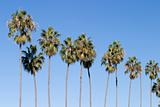 Row of Palm Trees