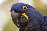 Hyacinth Macaw Closeup