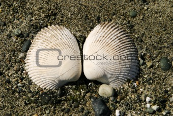 Two Clam Shells