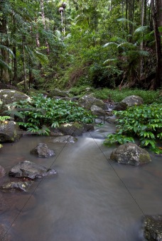 rainforest stream