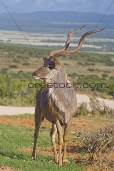 Kudu king