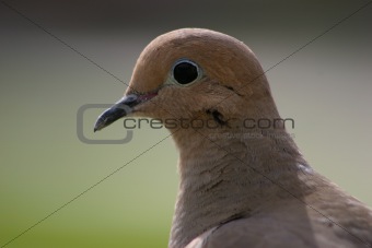Brown Dove