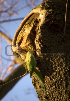 parrot on the tree with park