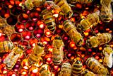 Bees inside  beehive
