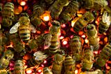 Bees inside  beehive
