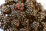 blackberries pattern