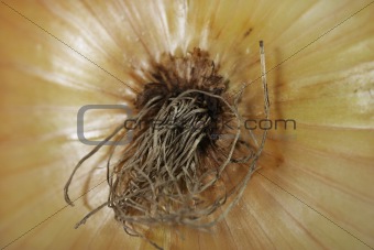 onion's detail