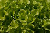 lettuce texture