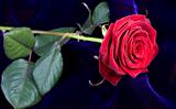 Red rose on blue velvet