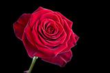Isolated beautiful red rose against black