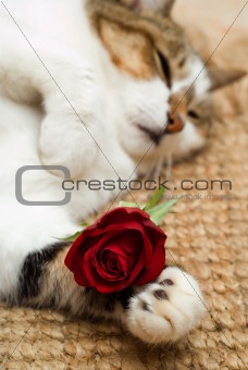 Valentine cat