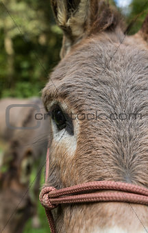 detail of donkey outdoors