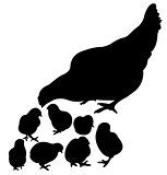 chicken silhouette vector
