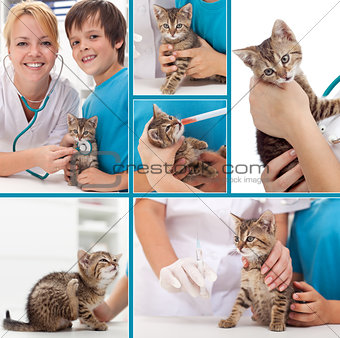 Little kitten at the veterinary collage