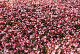 pink begonia