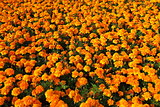 Orange Marigolds