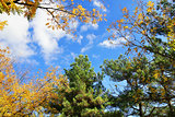 fall treetops in autumn 