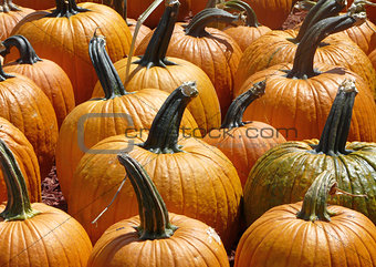 Pumpkins Close Up