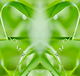 Leaf and water drops