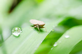 Aphid on the leaf