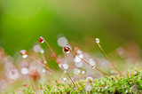 Moss and water drops
