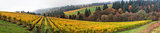 Dundee Oregon Vineyards Panorama