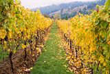 Rows of Grape Vines in Vineyard