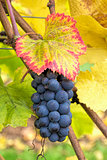 Red Wine Grapes on Vine Closeup